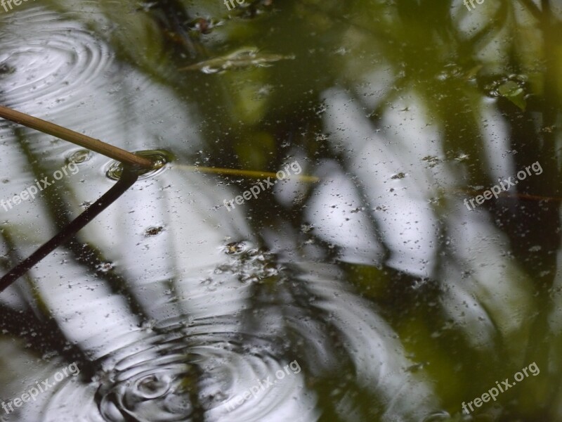 Water Pond Nature River Natural