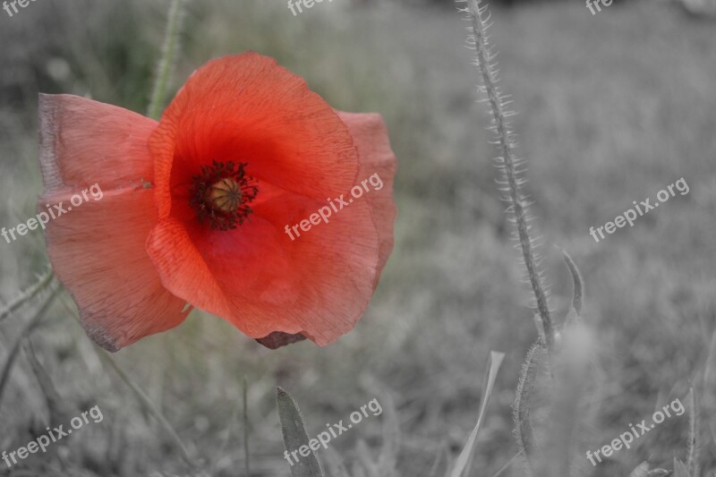 Poppy Red Flower Free Photos