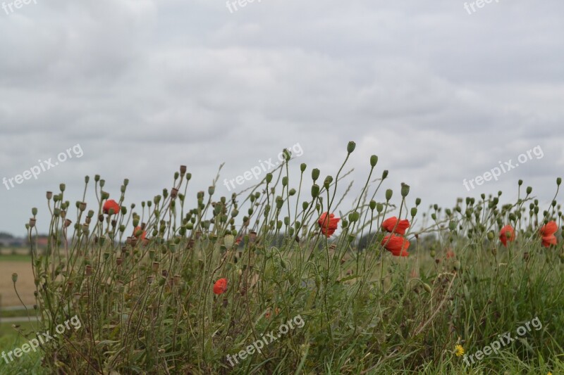 Poppy Field Red Flower Free Photos