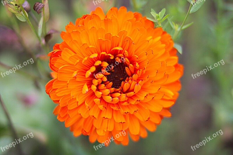 Flower Plant Nature Yellow Orange