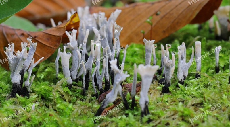 Tree Stump Moss Forest Autumn Drip