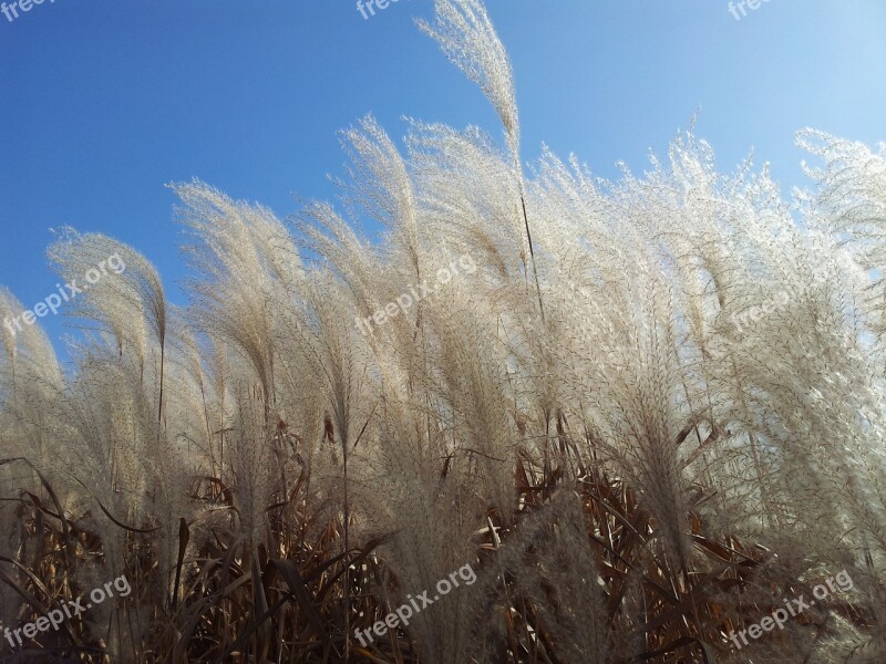 Daechung Silver Grass Autumn Sky Free Photos