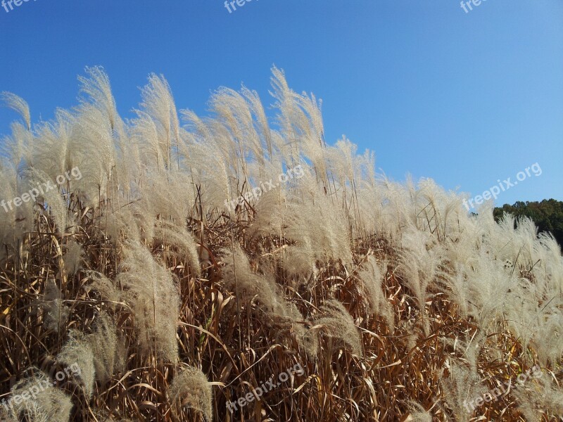 Daechung Autumn Silver Grass Free Photos