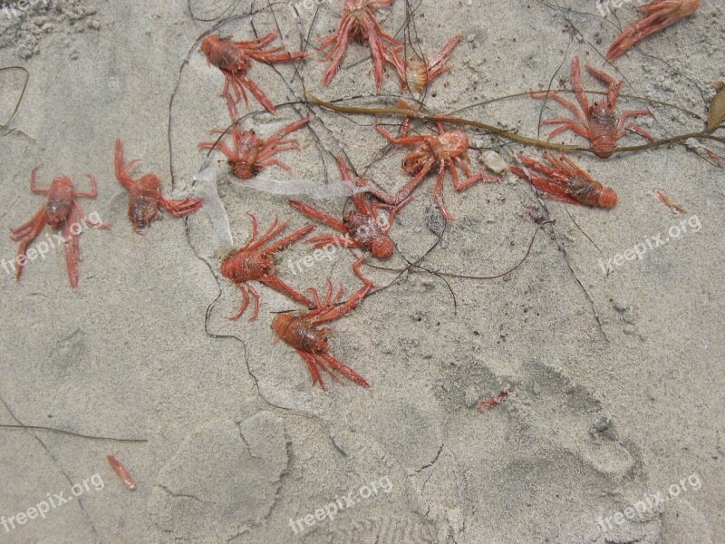 Baby Lobsters Lobsters Sand Red Animal