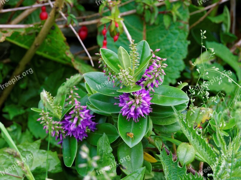 Flowers Wild Flower Nature Wild Plant