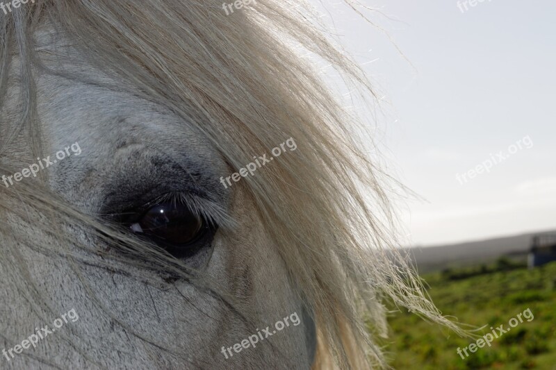 Horse Horses Head Head Eye Mane