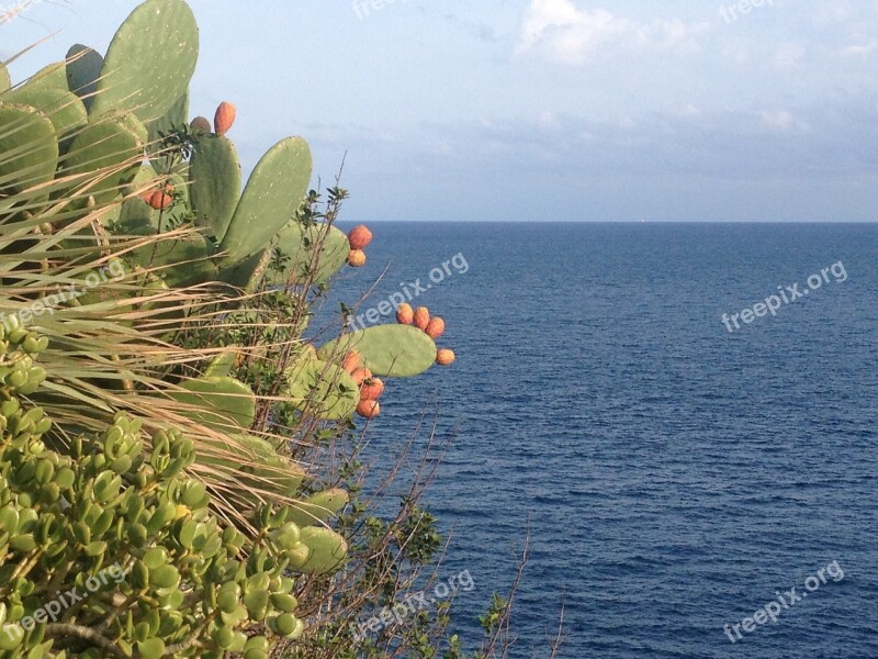 Prickly Pears Fig Sea Free Photos