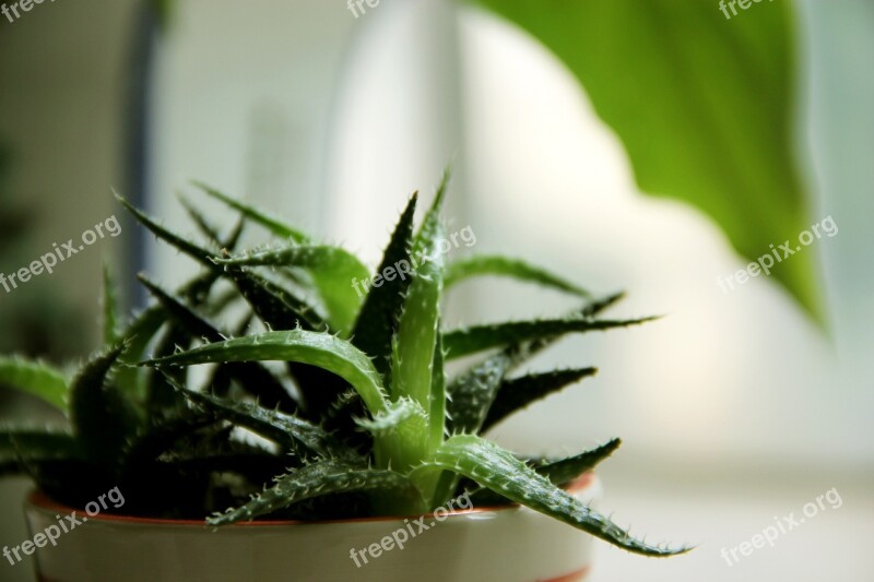 Aloe The Fleshy Succulent Plants Plant Green