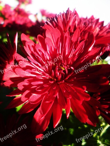 Asters Flower Red Primule Free Photos