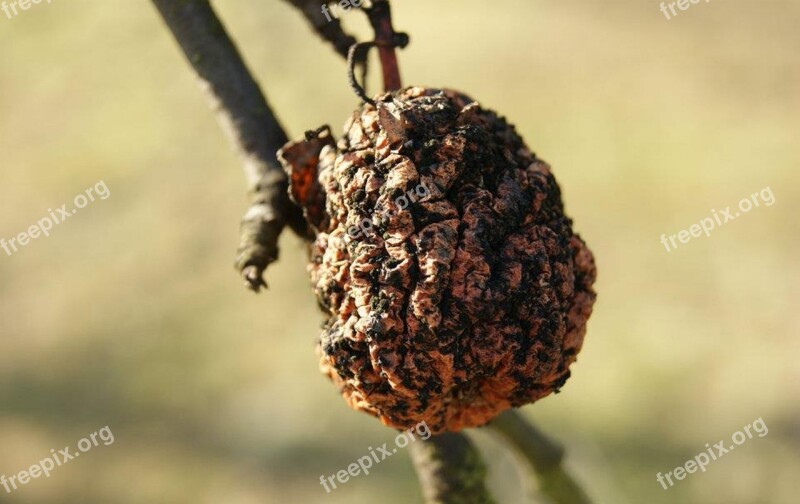 Apple Fruit Autumn Fetus Garden