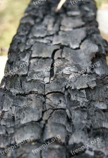 Wood Coal Macro Detail Wood Structure