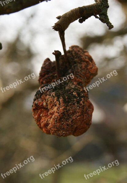 Apple Garden Rot Autumn Tree