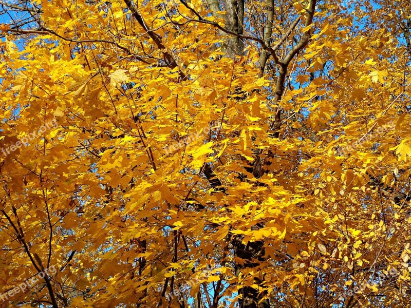 Autumn Time Of Year Landscape Nature Tree