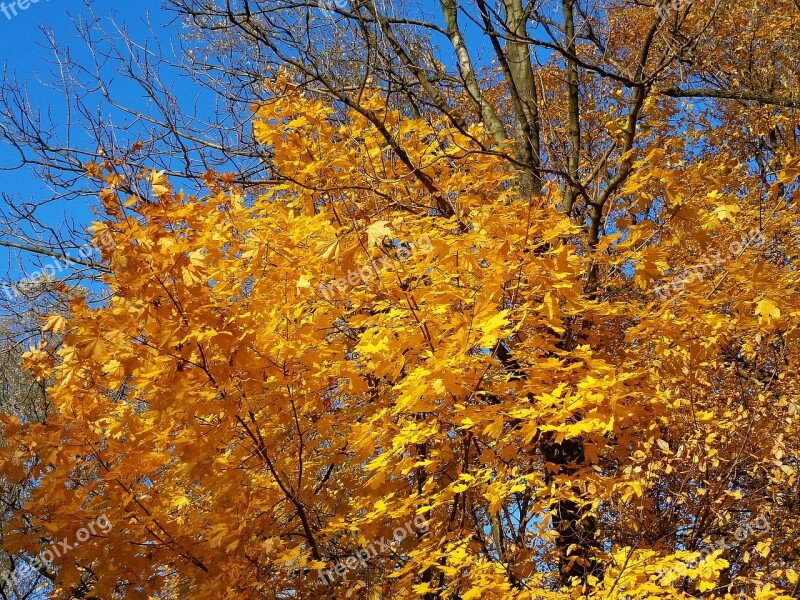 Tree Autumn Autumn Gold Forest Foliage