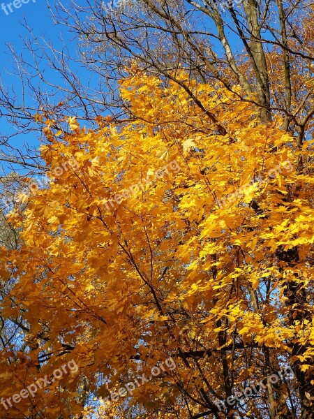 Tree Autumn Autumn Gold Forest Foliage