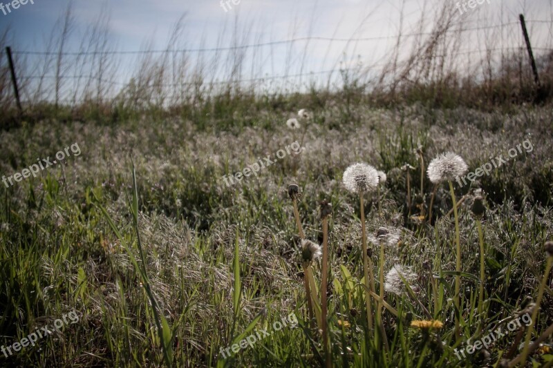 Dandelion Field Growth Growing Barbed Wire