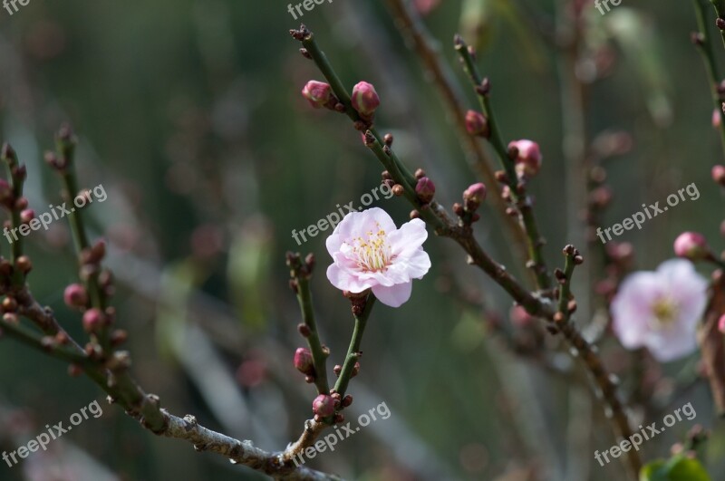 Peach Blossom Spring Nature Pink Branch