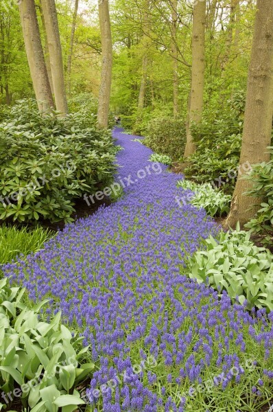 Hyacinth Grape Hyacinth Forest Path Keukenhof Free Photos