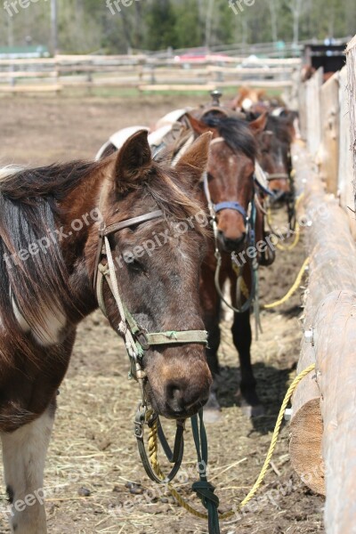 Horses Trail Ride Trail Ride Nature