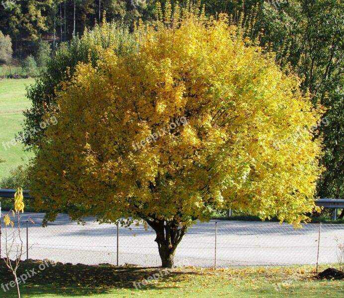 Herbstlandschaft Tree Leaves Nature Birch