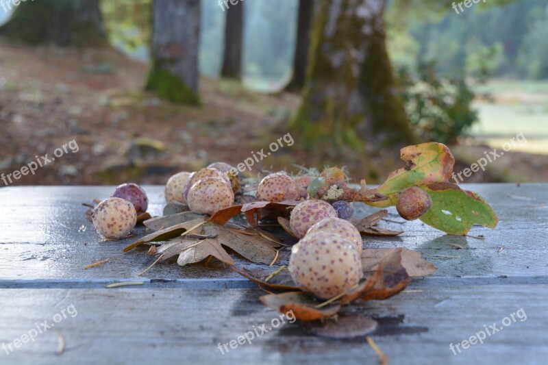 Oak Oregon Hagg Lake Gall-wasp Leaf