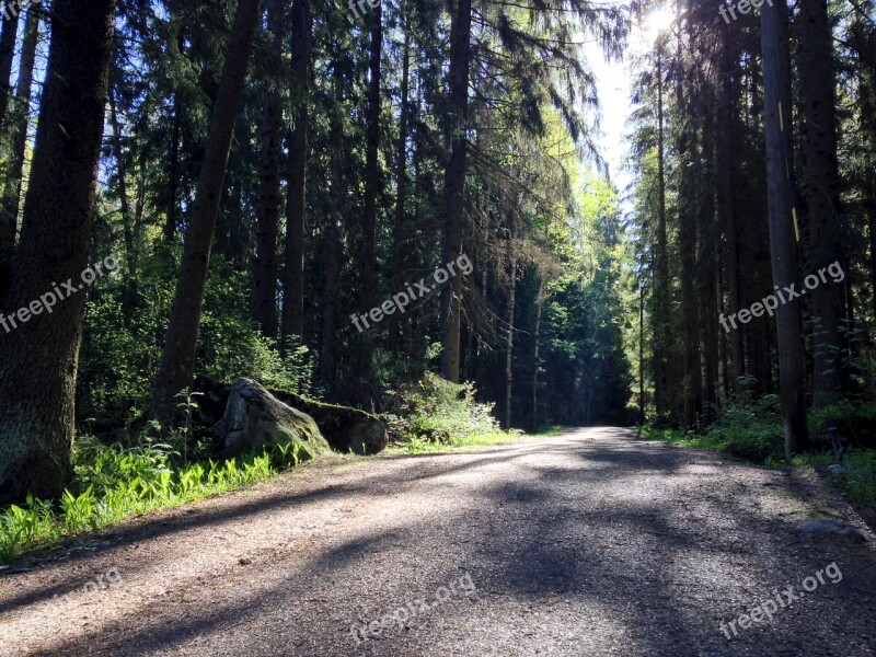 Summer Light Rays Forest Forest Way Sunlight