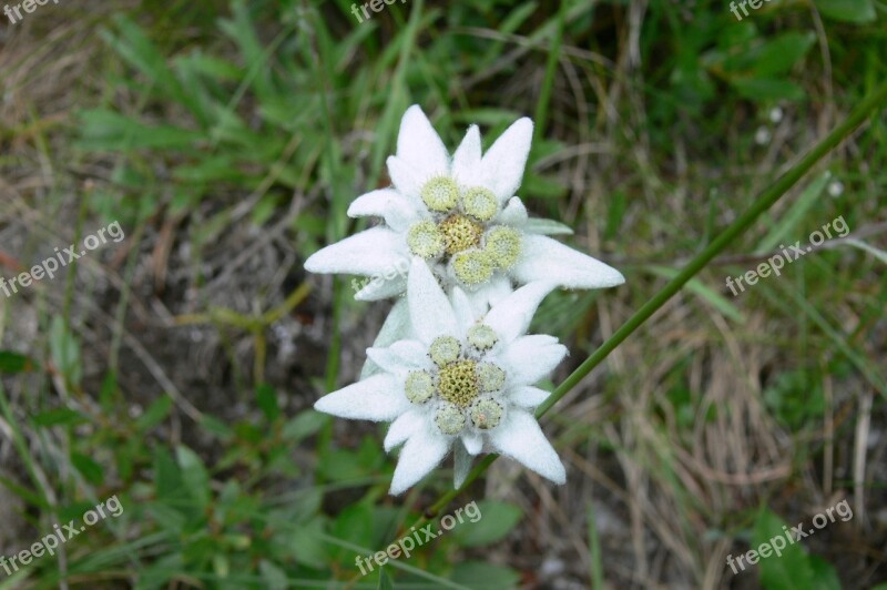 Edelweiss Mountain Flowers Switzerland Free Photos