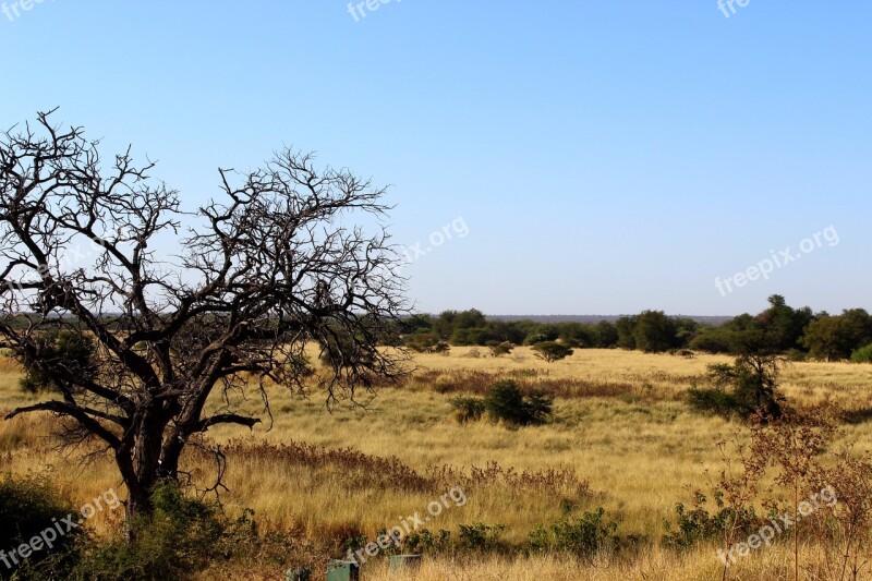 Bush Africa Landscape Wildlife Safari