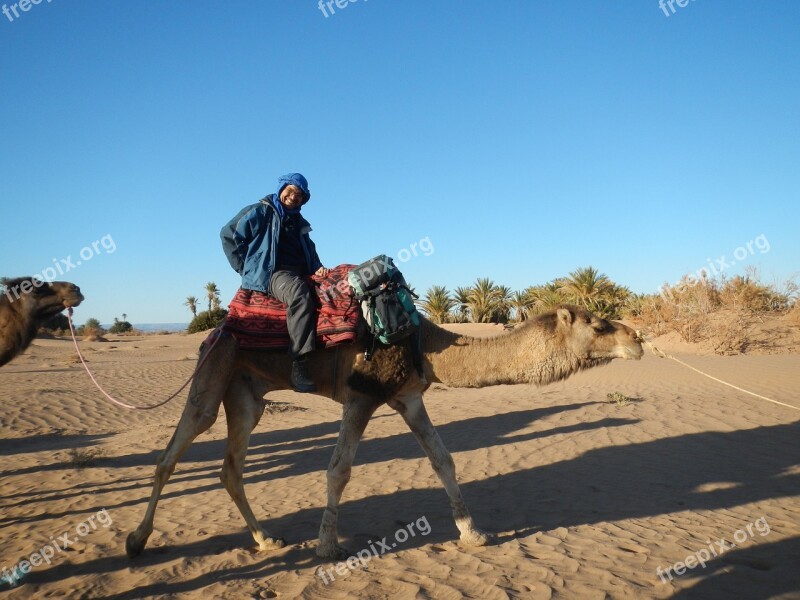 Desert Wüstentour Camel Free Photos