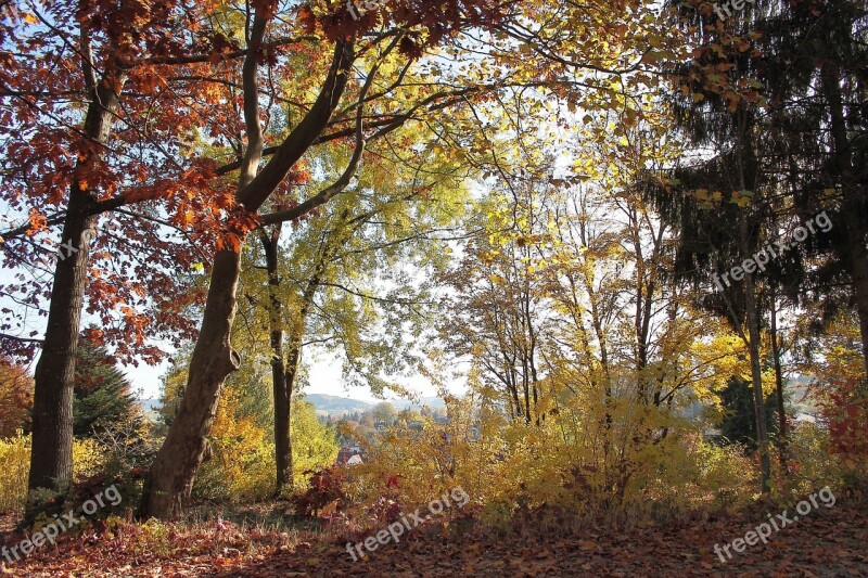 Autumn Forest Colorful Trees Shrubs