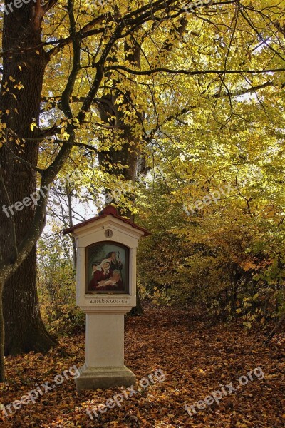 Autumn Bildstock Colorful Forest Tree Nature