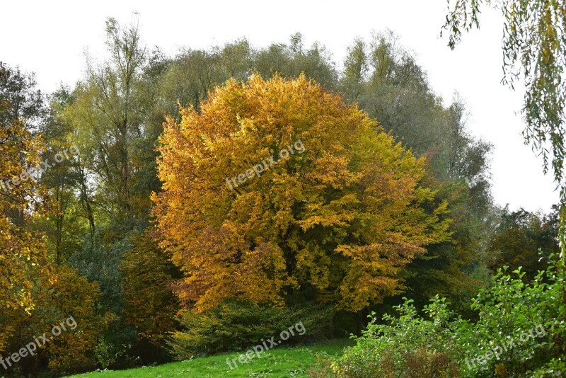 Autumn Trees Golden Autumn Autumn Colours Yellow