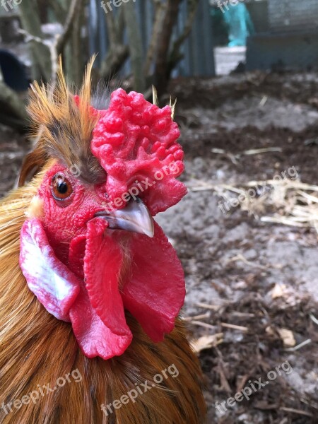 Hens Chook Chooks Celebrate Celebration