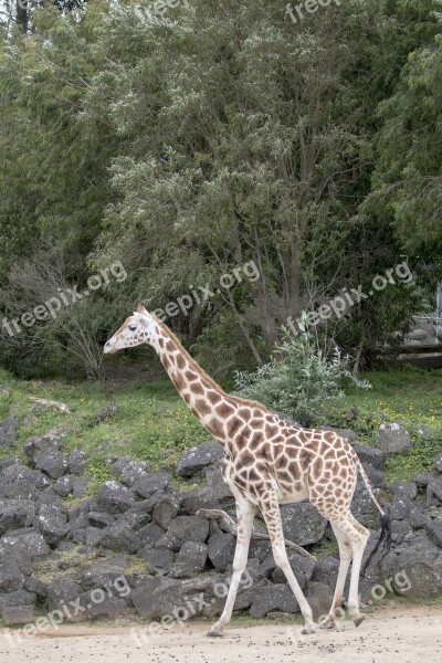 Giraffe Baby Giraffe Africa Animal Nature