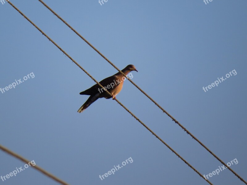 Nature Bird Birds Vector Nature Backgrounds Natural