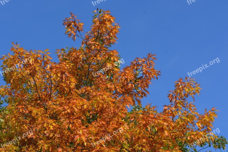 Autumn Leaves Colors Season Tree