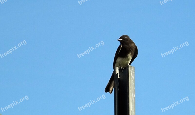 Black Phoebe Sayornis Nigricans Bird Flycatcher California