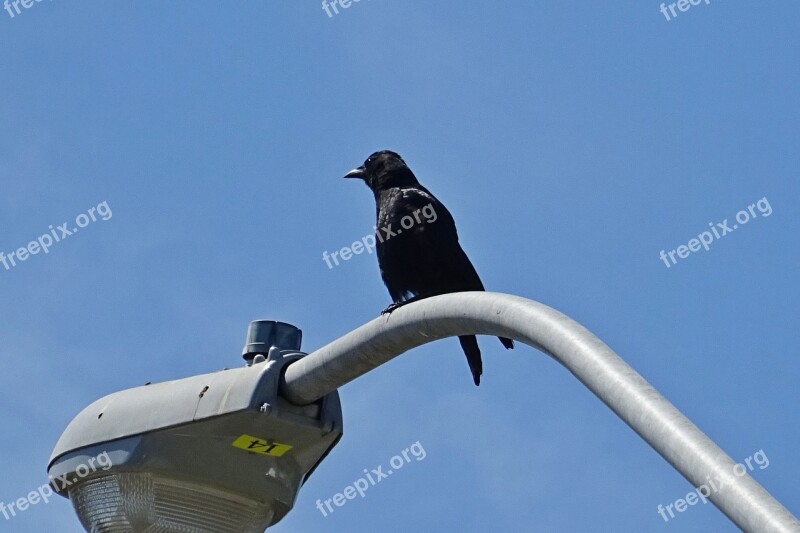 American Crow Corvus Brachyrhynchos Passerine Bird American