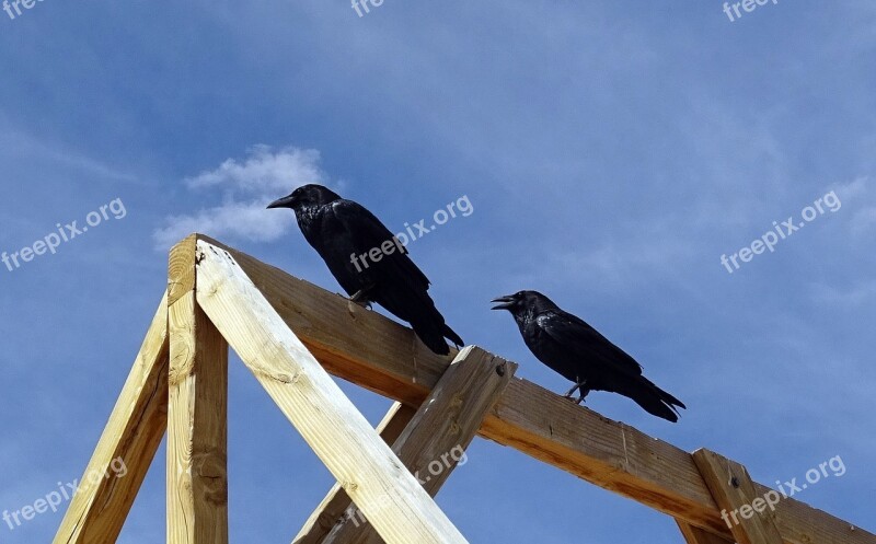 Common Raven Corvus Corax Northern Raven Bird Raven