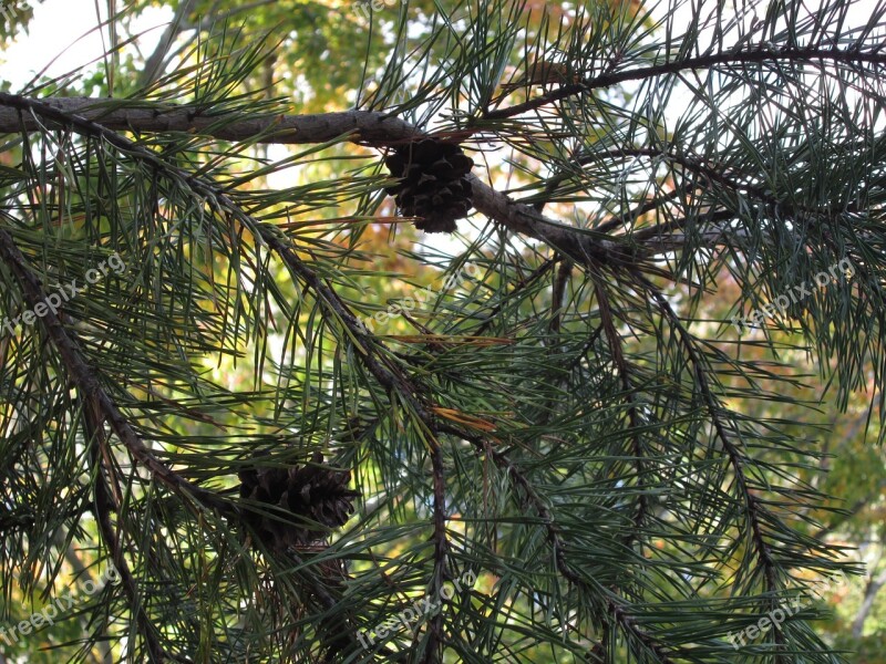 Pine Cones Tree Outdoors Pine Forest