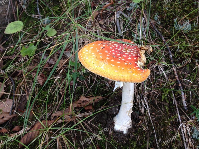 Mushroom Fly Agaric Hallucinogen Free Photos