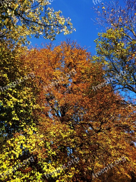 Trees Autumn Nature Foliage Deciduous Tree