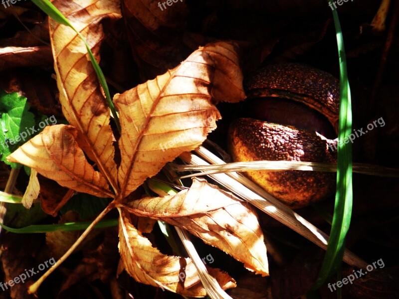 Chestnut Sheet Autumn Dry Leaves Fetus