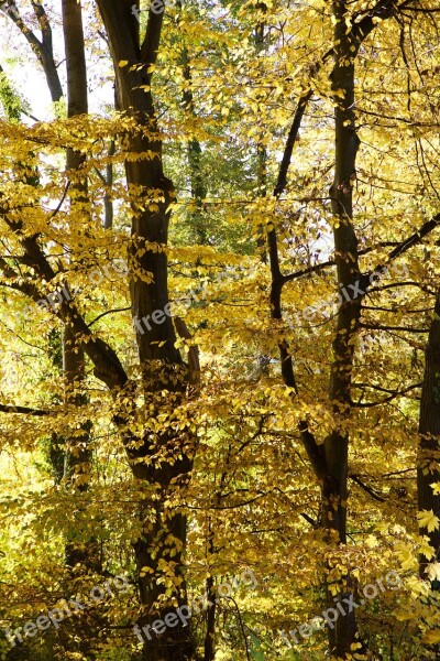 Nature Forest Trees Leaves Autumn