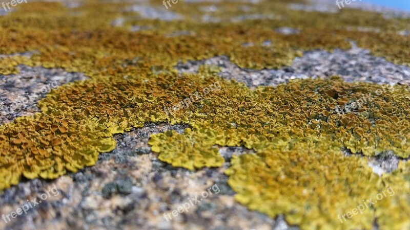 Lichen Stone Wall Yellow Orange