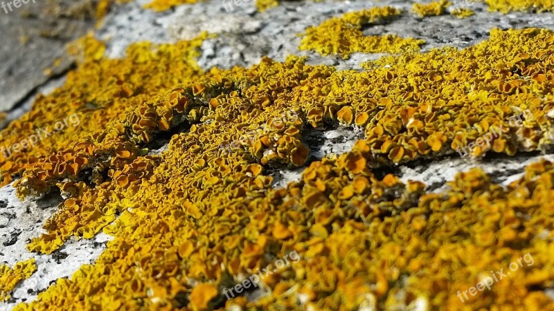 Lichen Stone Wall Yellow Orange