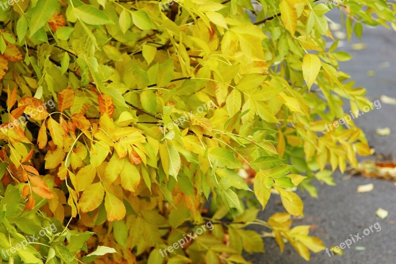 Autumn Leaves Tree Autumn Leaf Yellow Leaves