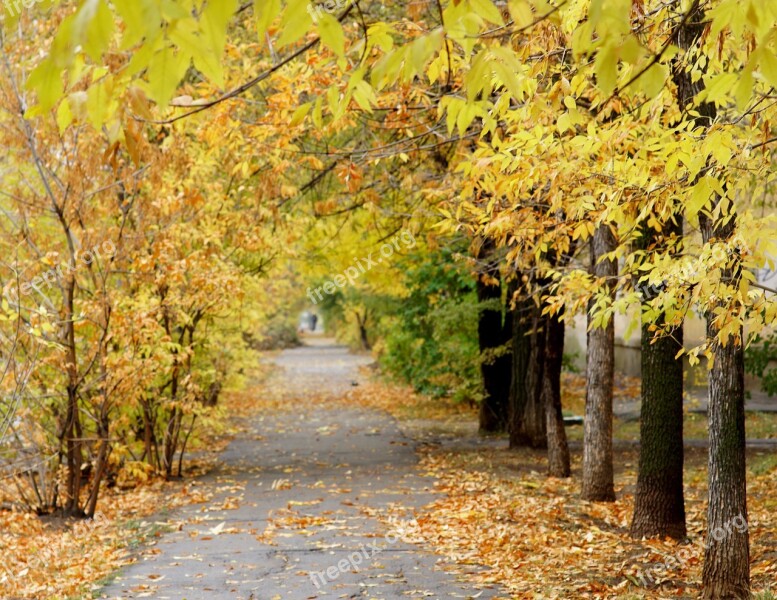 Autumn Leaves Tree Autumn Leaf Yellow Leaves