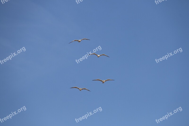 Seagulls Blue Sky Nature Birds Sky