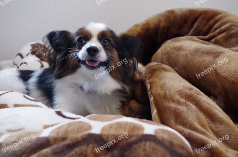 Dog Papillon Bed Relax Happy